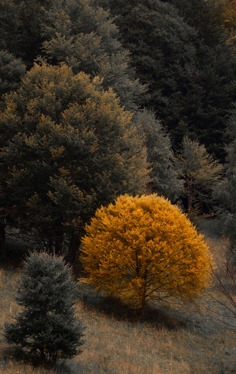 a yellow tree in the middle of a field