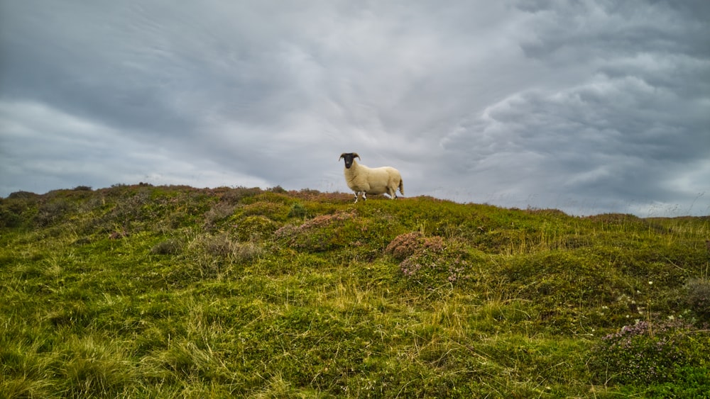 a sheep standing on top of a lush green hillside