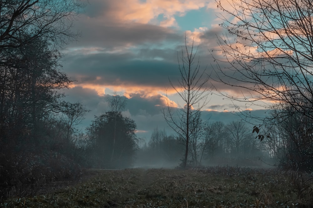 a foggy field with trees and clouds in the background