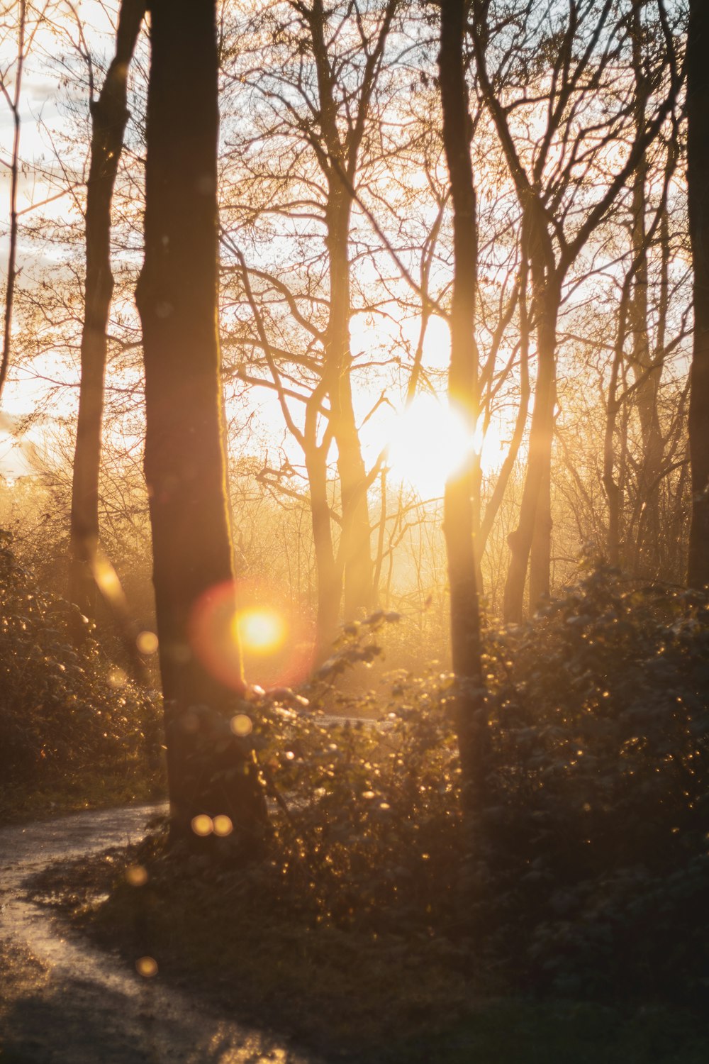 the sun is shining through the trees in the woods