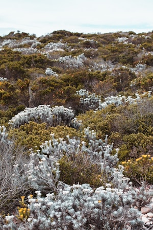 a bunch of plants that are in the grass