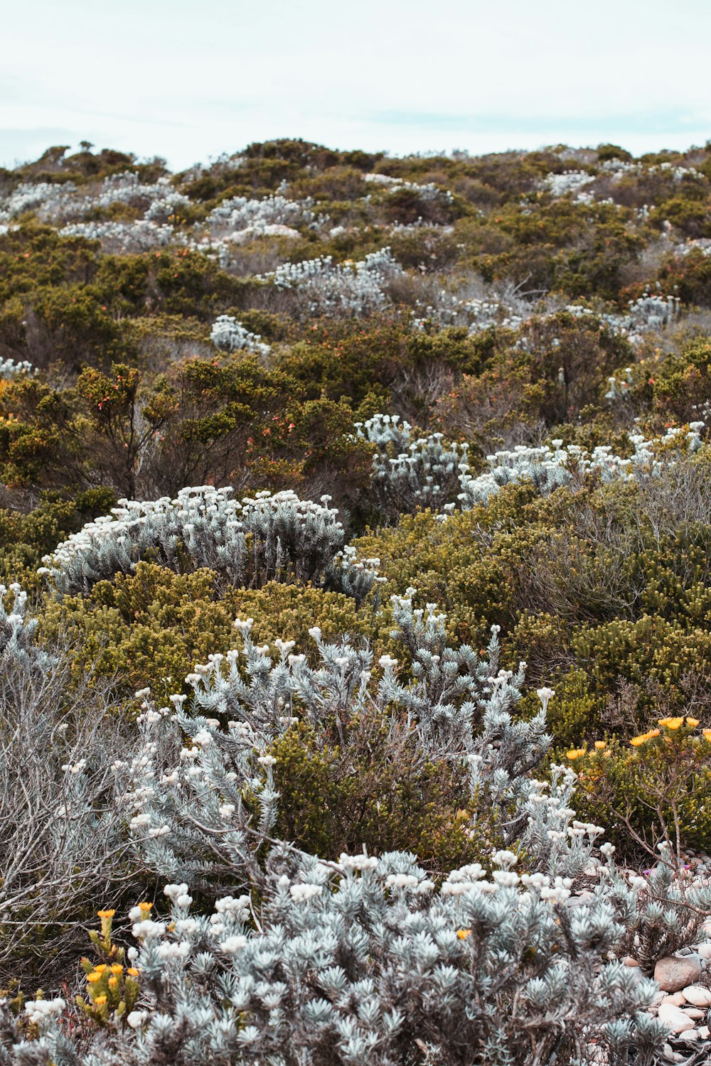 a bunch of plants that are in the grass