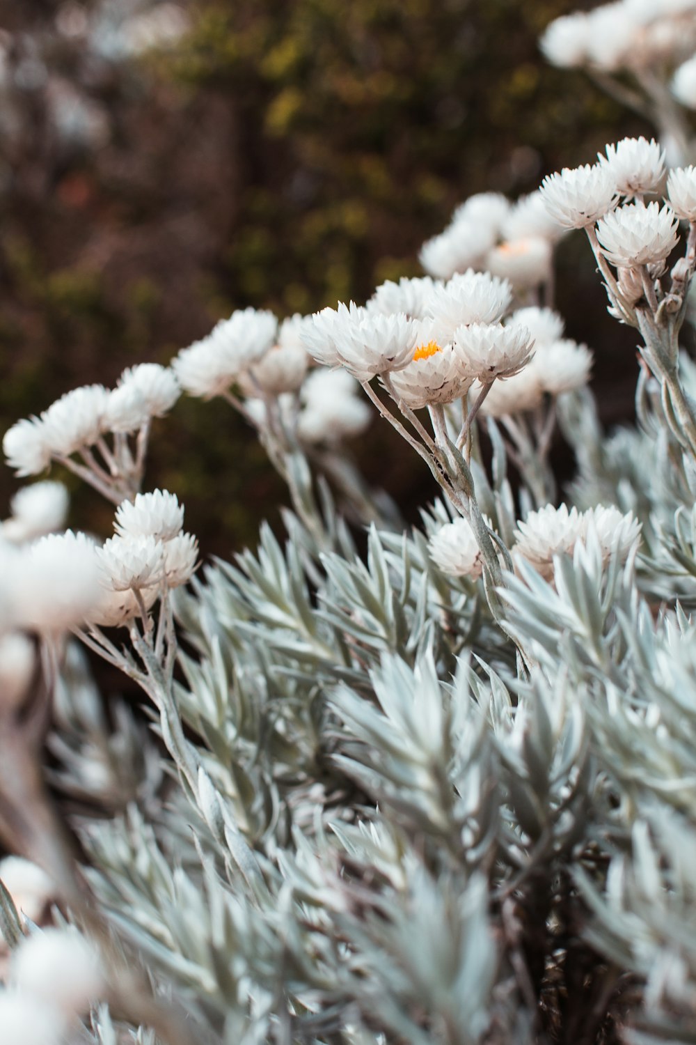 a close up of a plant with white flowers