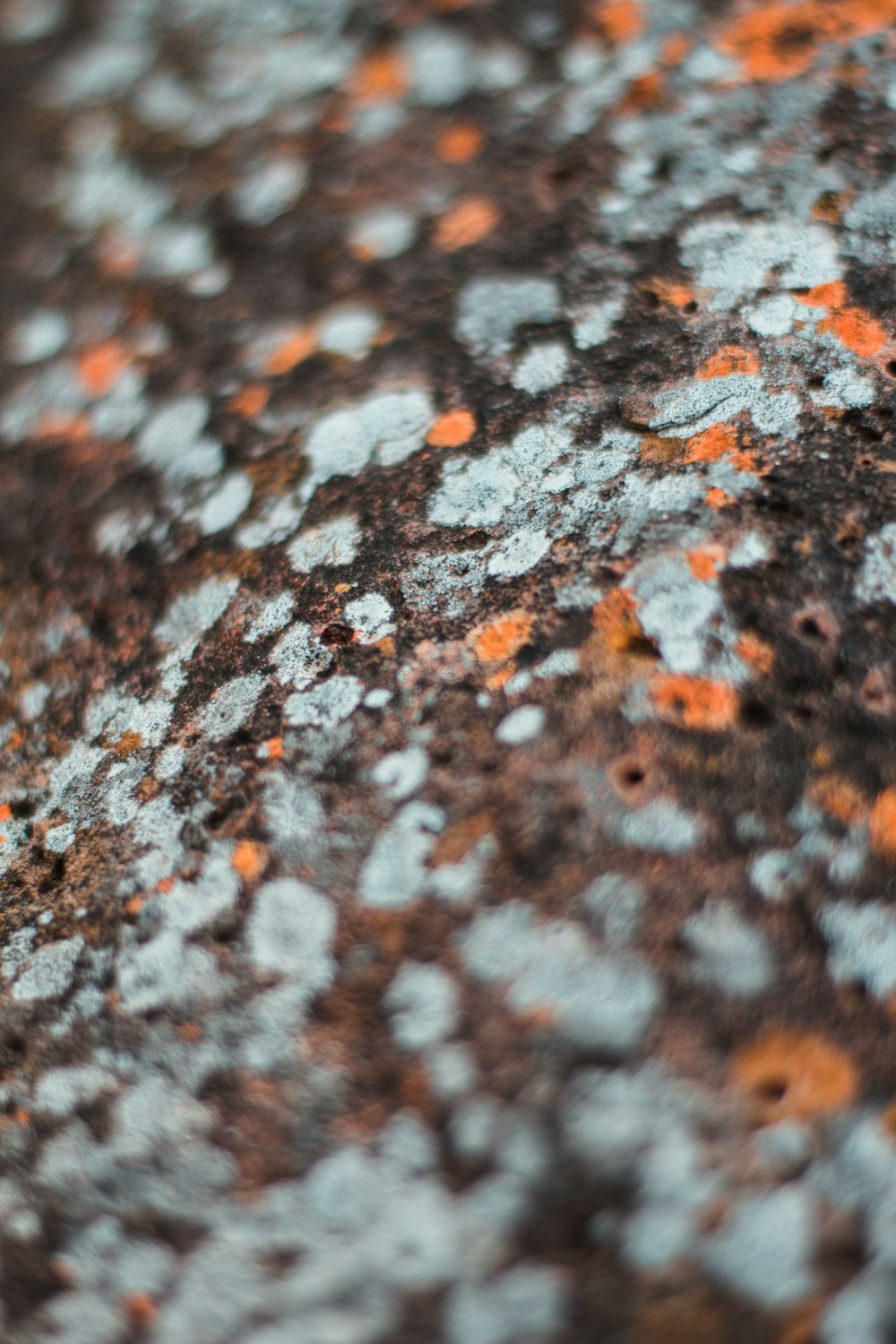 a close up of a rock with orange and white dots