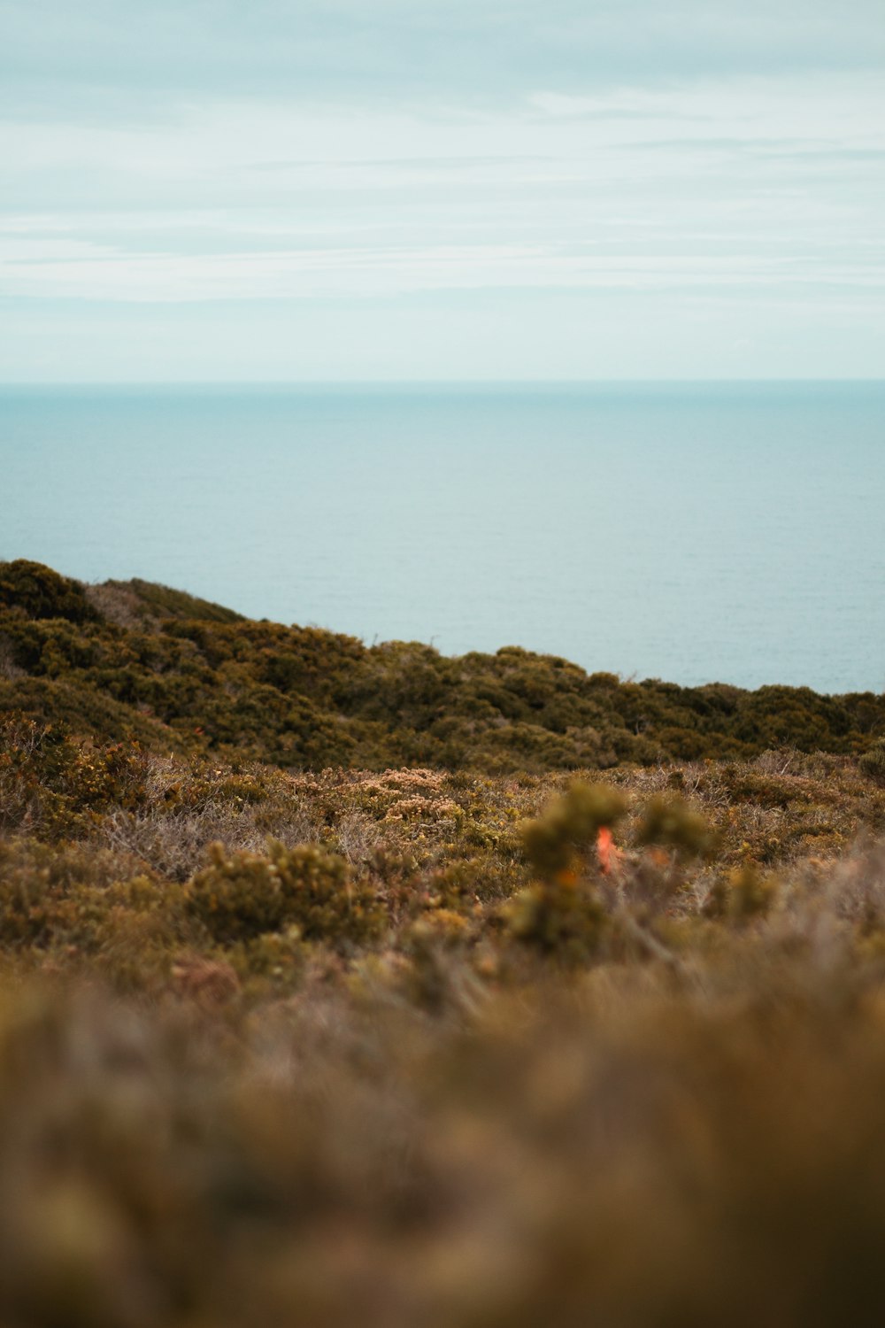 Una vaca solitaria parada en una colina con vistas al océano