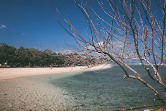 a beach with a tree branch sticking out of the water