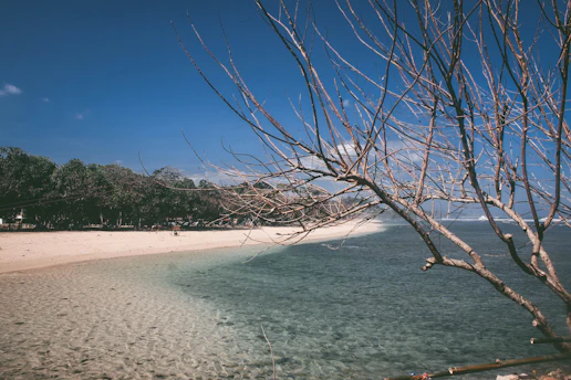 a beach with a tree branch sticking out of the water