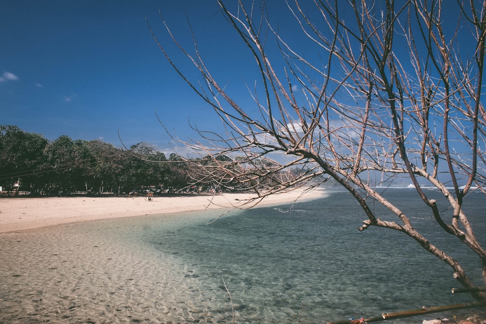 una spiaggia con un ramo d'albero che spunta dall'acqua