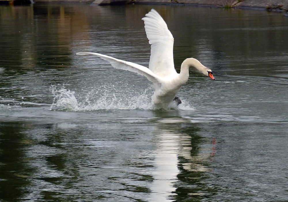 a white swan flapping its wings in the water