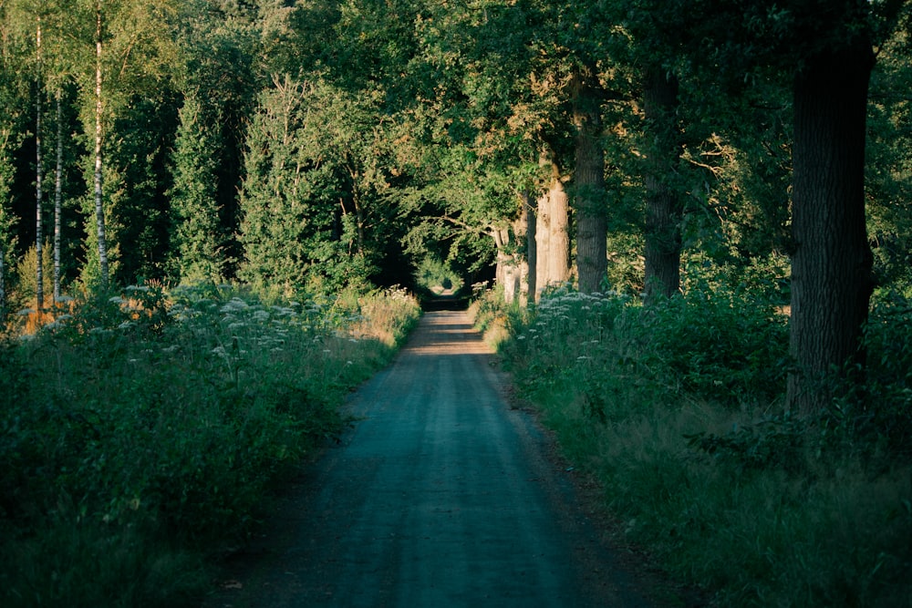 a dirt road in the middle of a forest