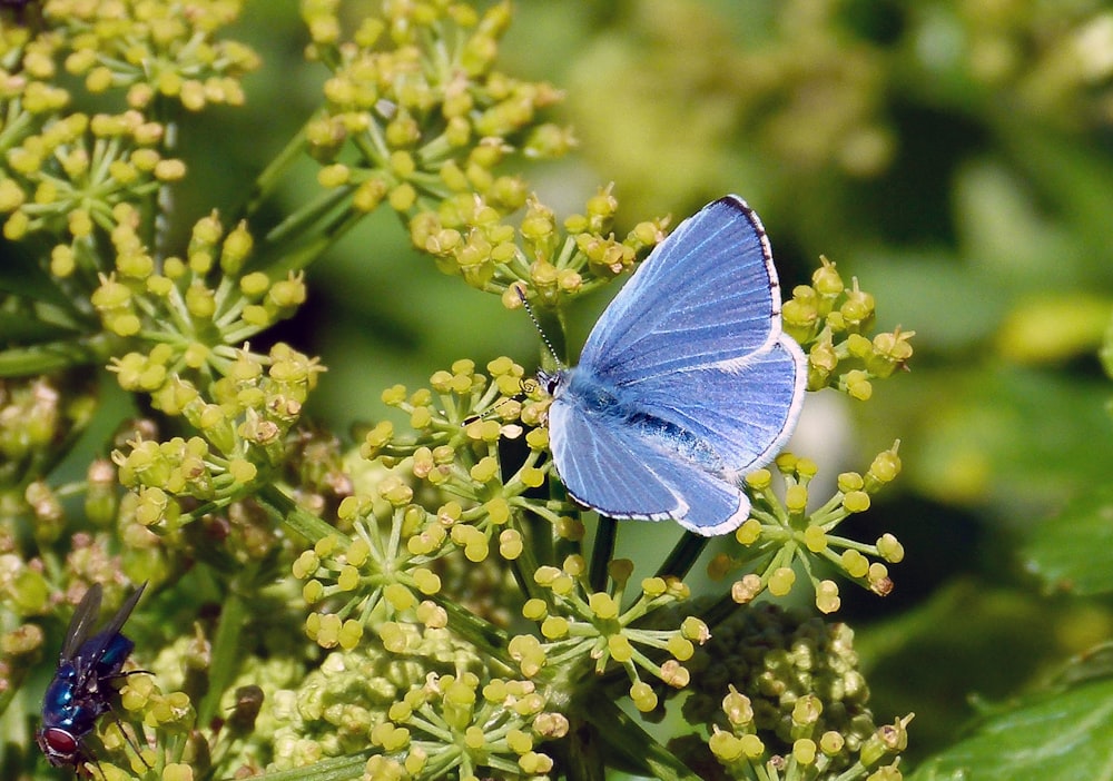 a blue butterfly sitting on top of a green plant