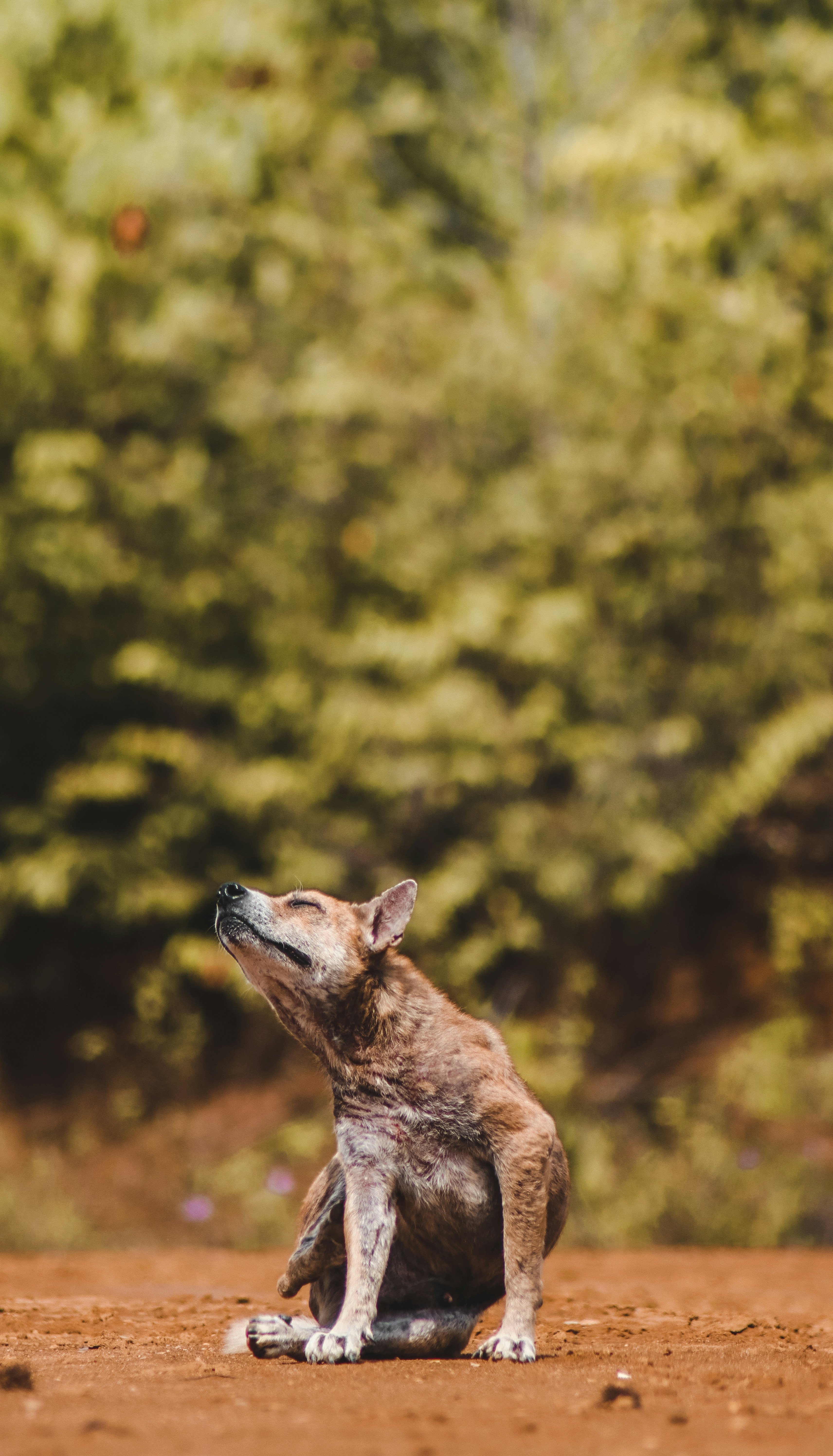Passionate photographers have captured the most gorgeous animals in the world in their natural habitats and shared them with Unsplash. Now you can use these photos however you wish, for free!