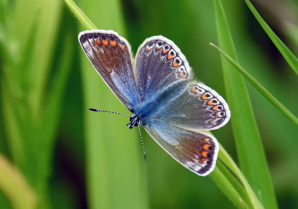 a blue butterfly sitting on top of a green plant