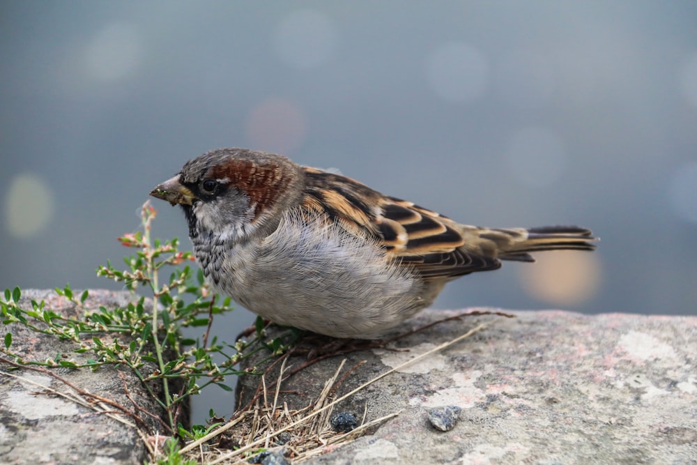 a bird sitting on top of a rock next to a plant