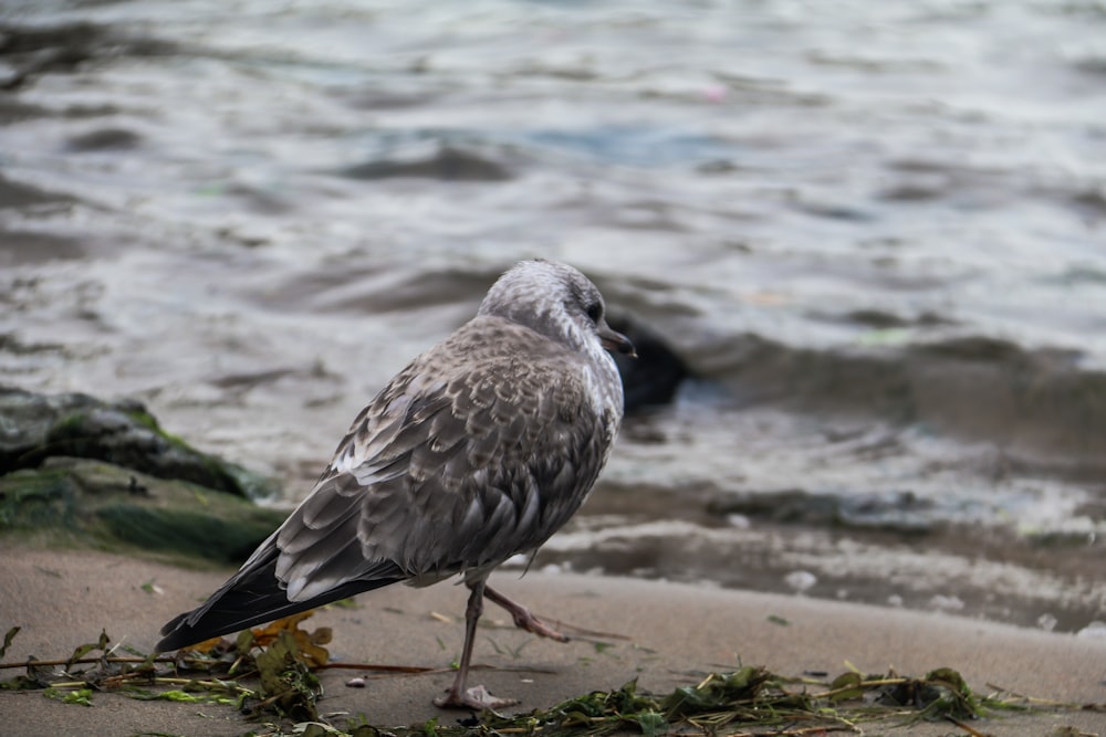 a seagull is standing on the beach next to the water