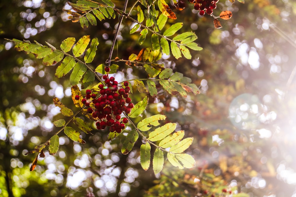 Eine Nahaufnahme eines Beerenbündels auf einem Baum