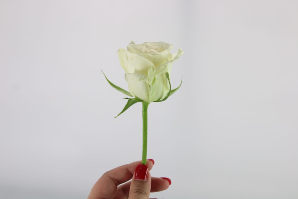 a person holding a white rose in their hand