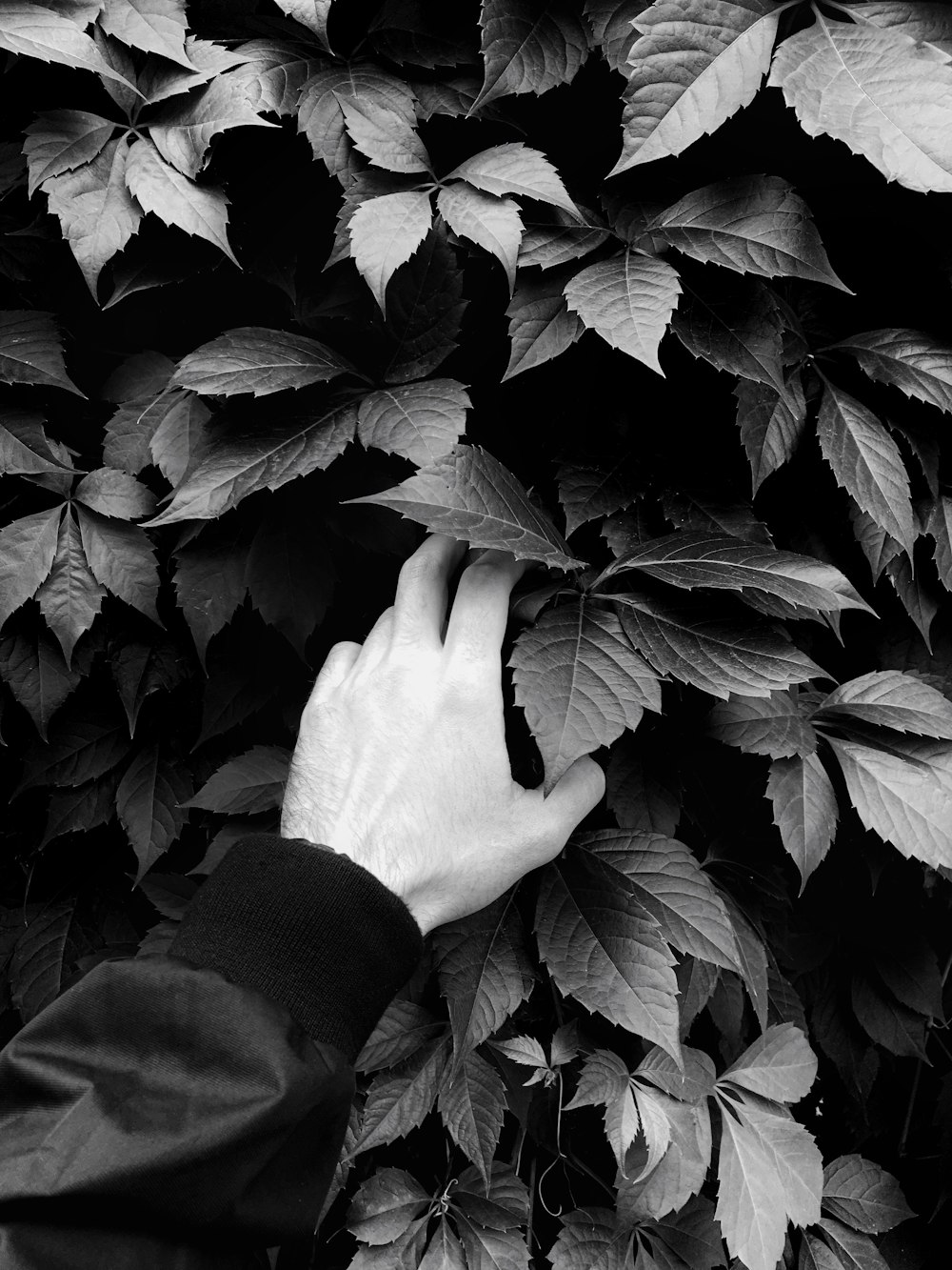 a hand reaching for leaves on a tree