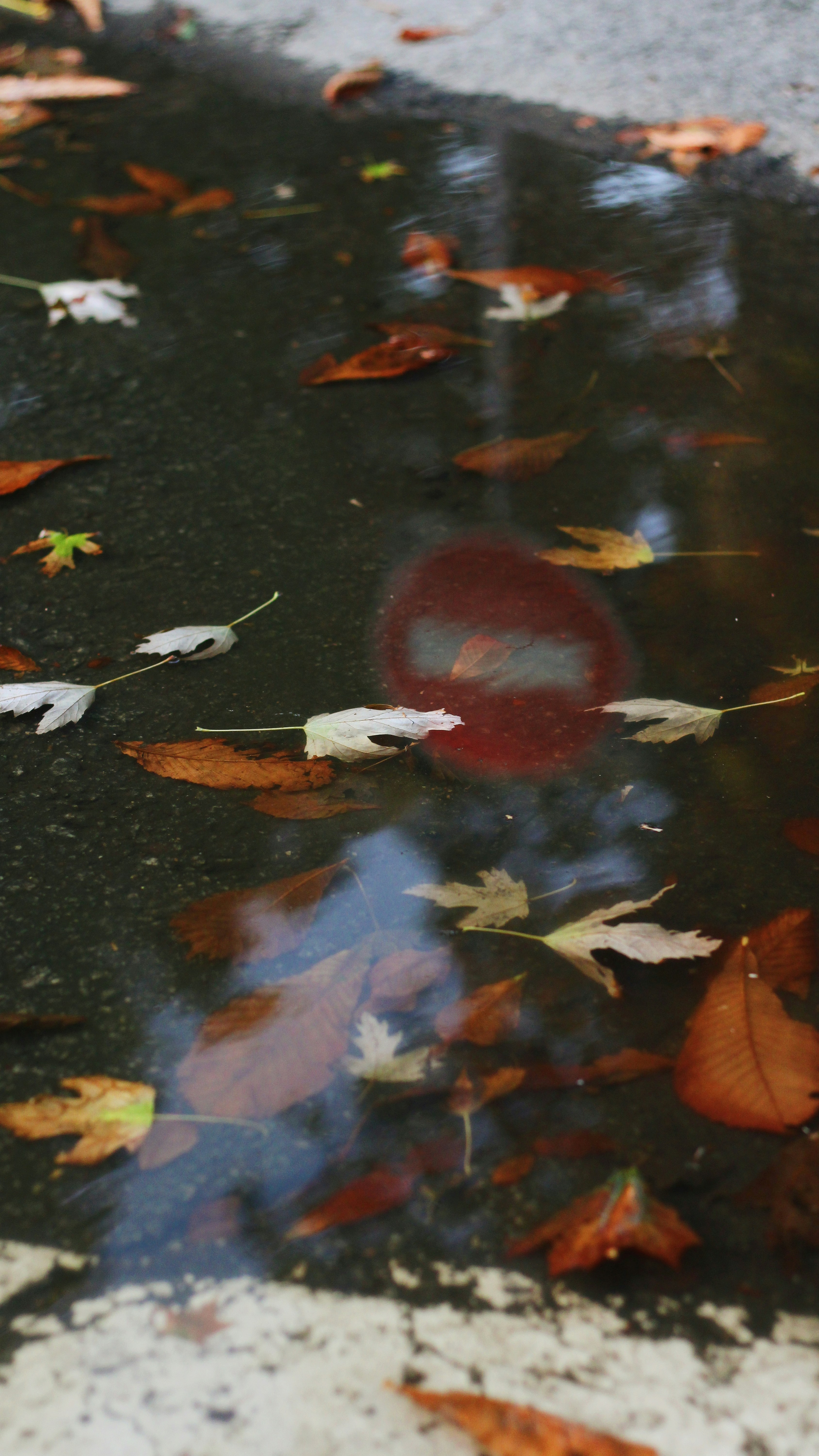 땅에 나뭇잎이있는 물 웅덩이