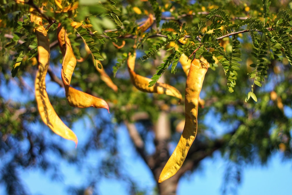 a close up of a tree with yellow leaves