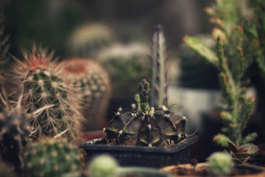 Close-up of vibrant exotic cacti and succulents arranged artistically.