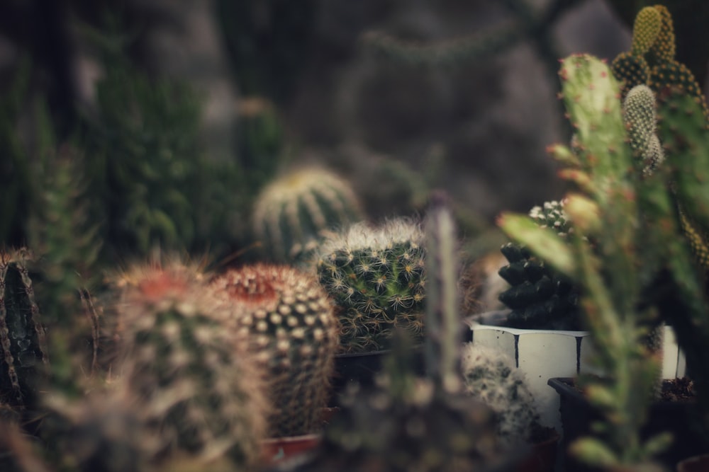 many different types of cactus in a pot