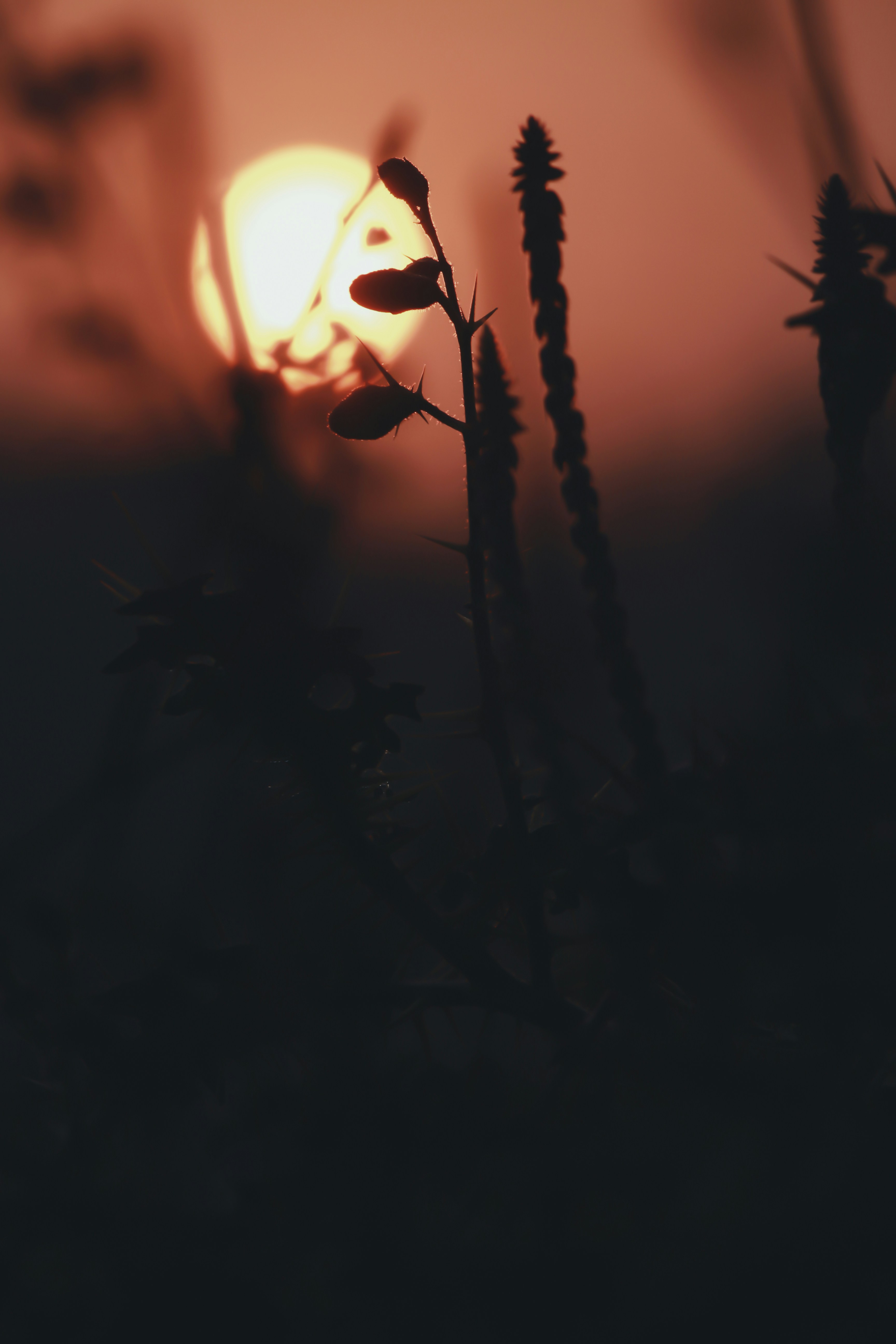 Photo by aniljose1997