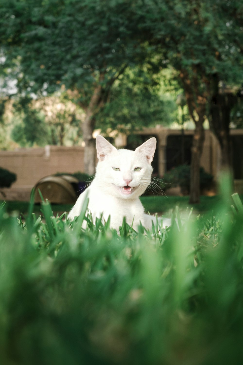 a white cat is sitting in the grass