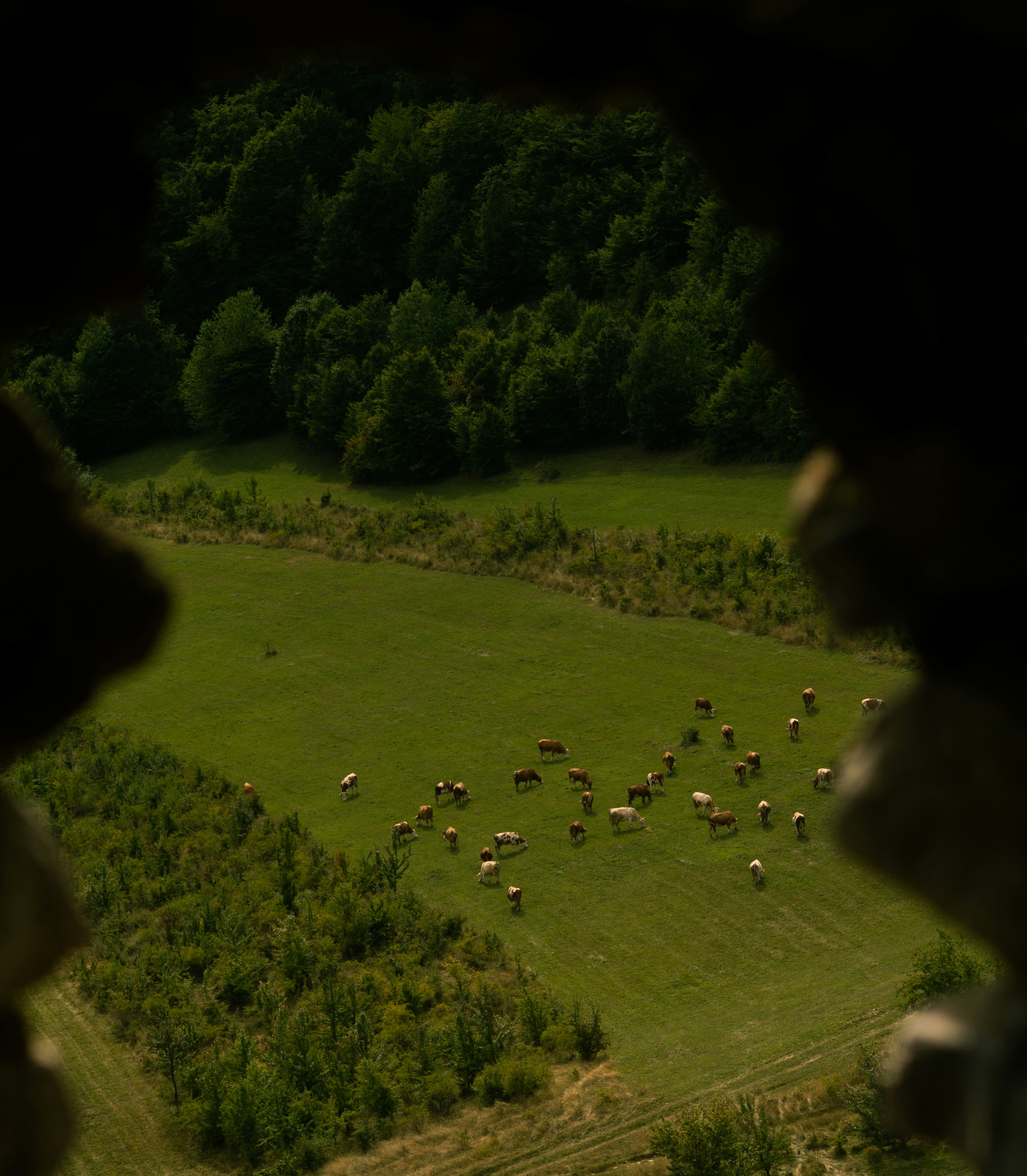 a herd of sheep grazing on a lush green field