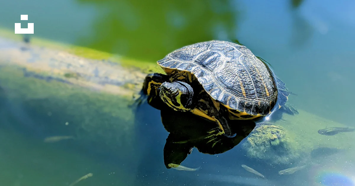 A turtle sitting on top of a log in the water photo – Free Animal Image ...