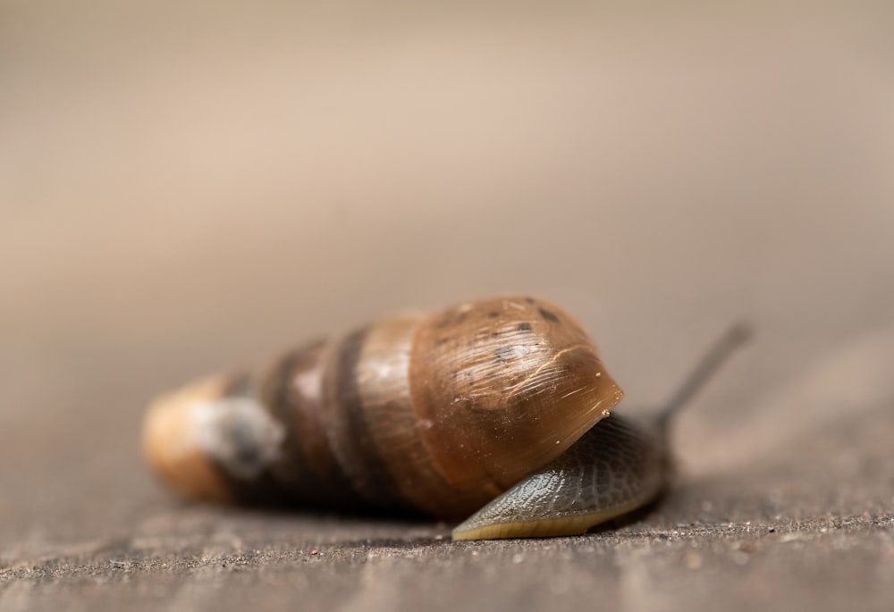 a close up of a snail on the ground
