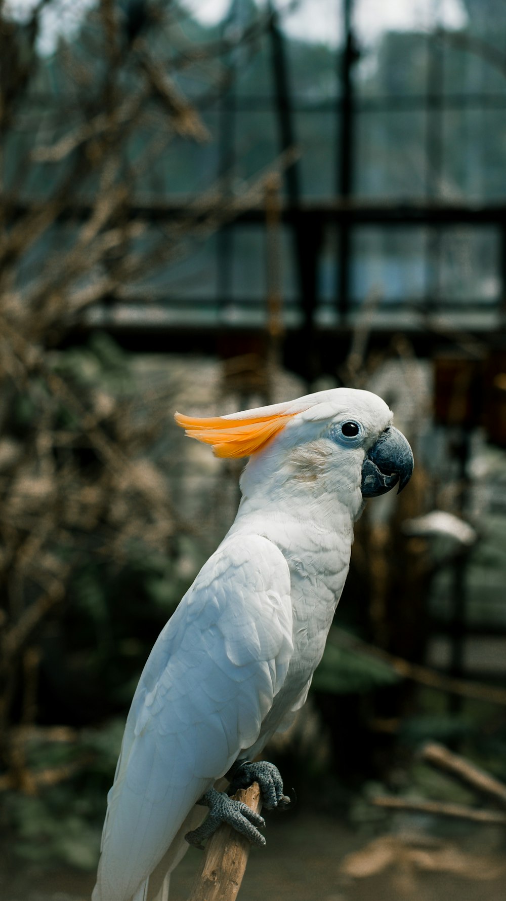a white bird with an orange beak sitting on a branch