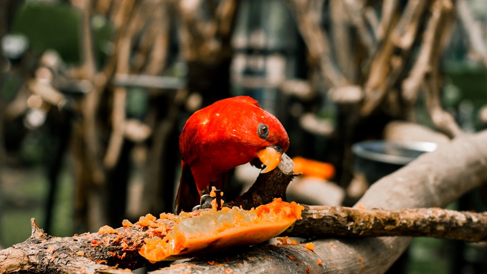 a red bird eating food off of a piece of wood