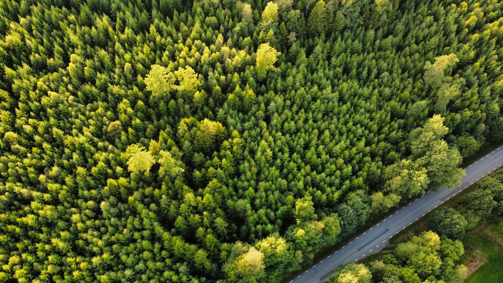 Una strada in mezzo a una foresta