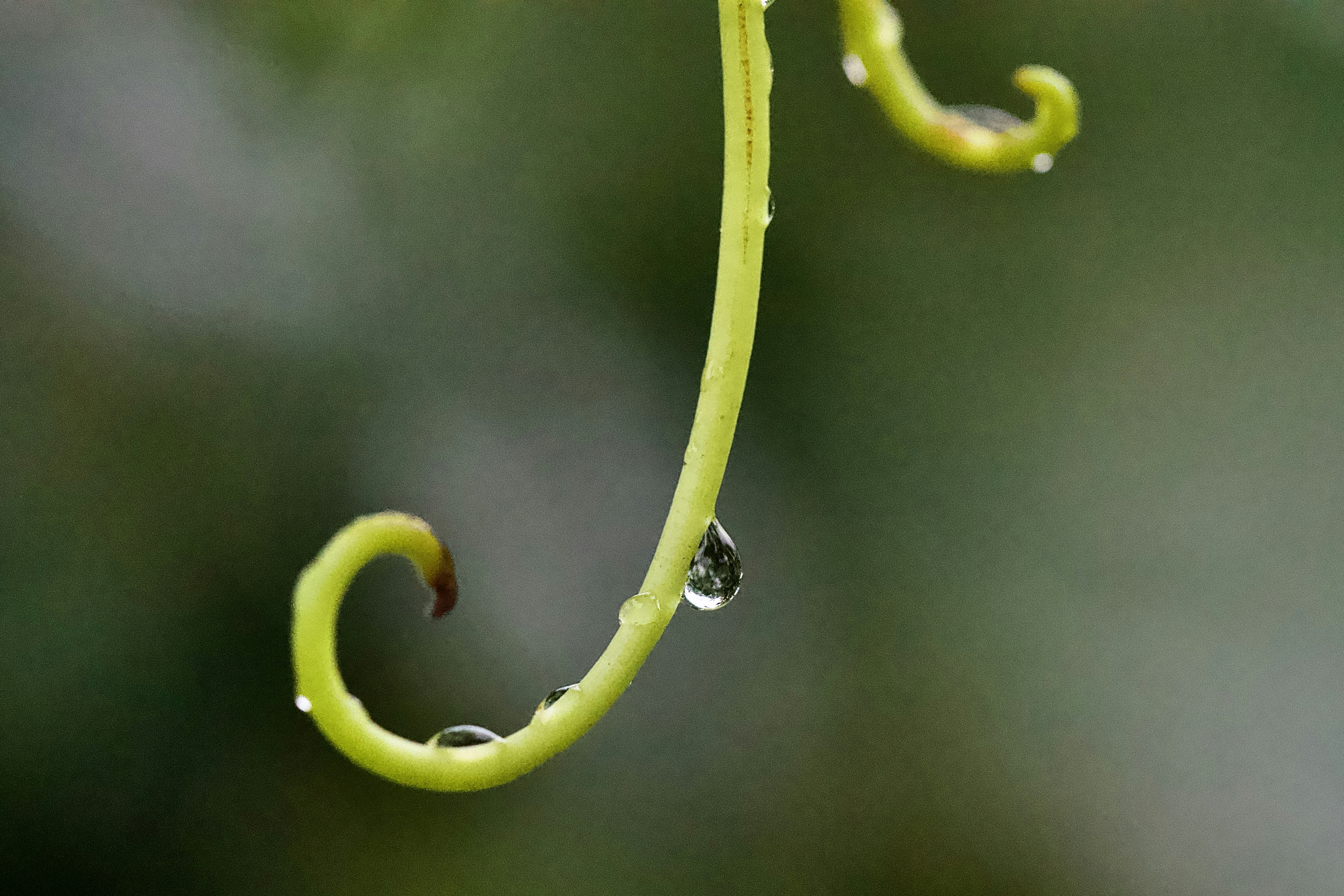 Micro‑Drops, Preorder Kits and Community Commerce: Scaling an Asian Wear Microbrand in 2026