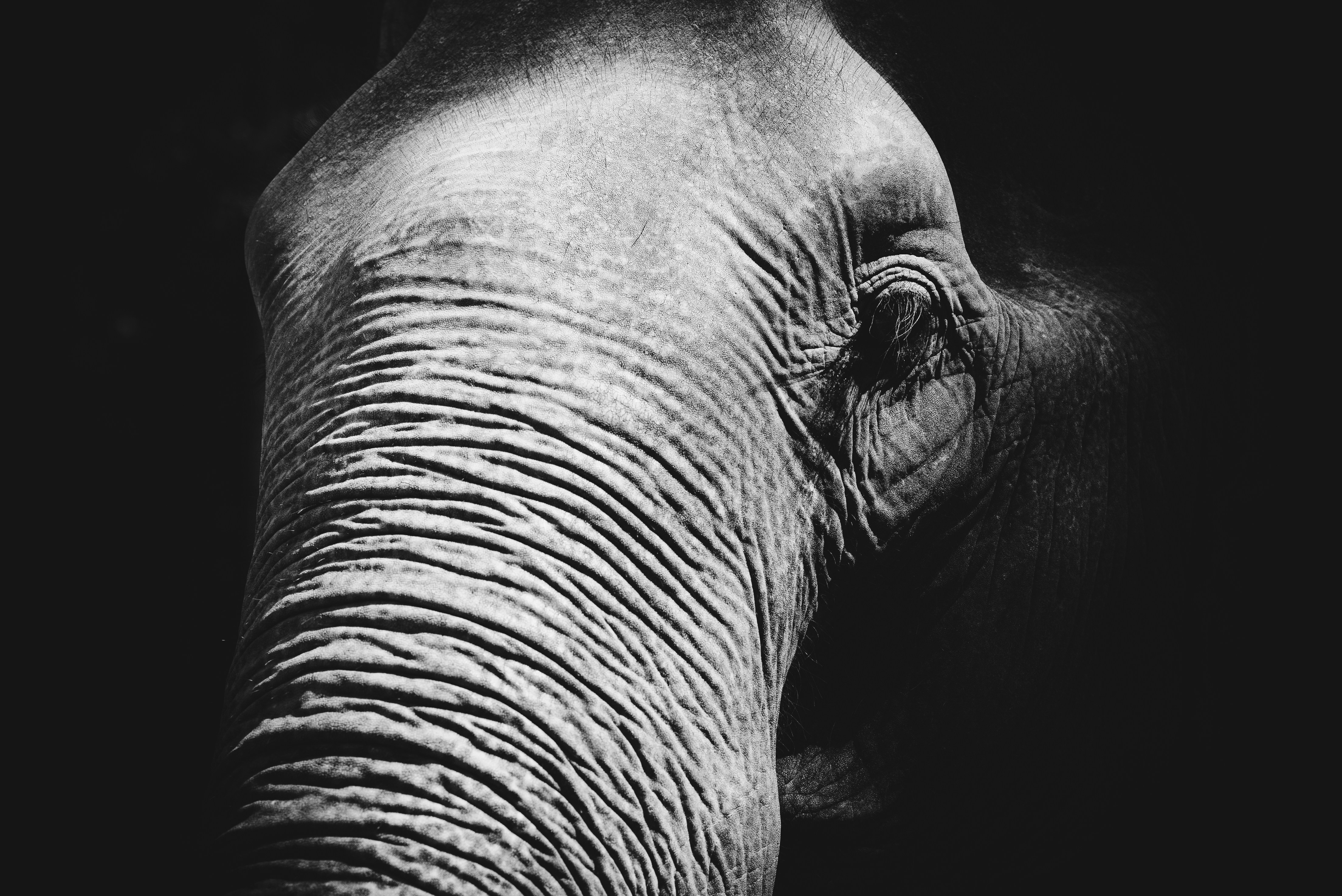 Elephant Pool