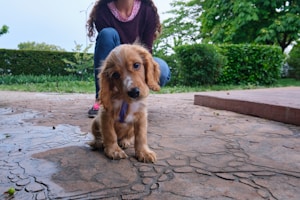 A small, adorable puppy with light brown fur and a white snout sits in front of a person. The puppy is looking up with a curious expression while the person is partially visible in the background, dressed in casual clothing. The setting is an outdoor area with a stone-paved ground and lush greenery, including bushes and trees, adding to the relaxed atmosphere.