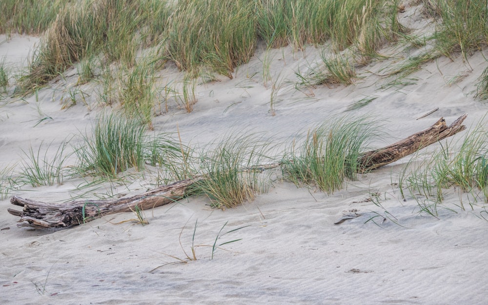 a log laying on top of a sandy beach