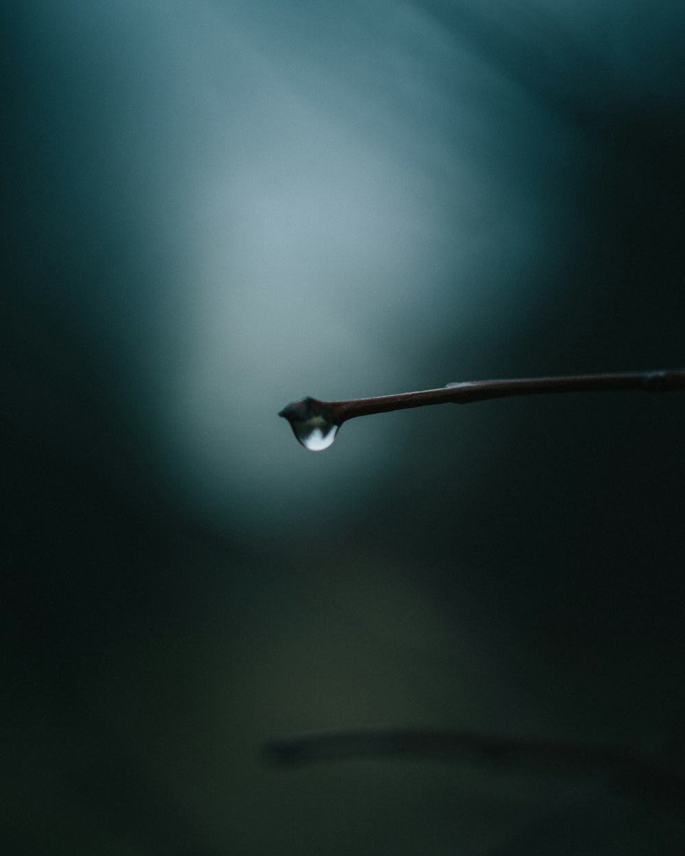 a drop of water is hanging from a twig