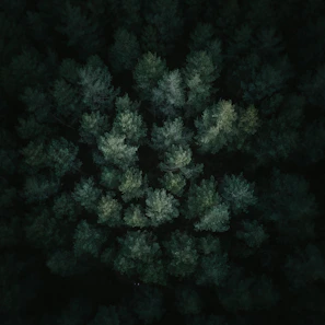 Close-up view of a dense point cloud capturing structural elements inside a forested area with natural lighting effects.