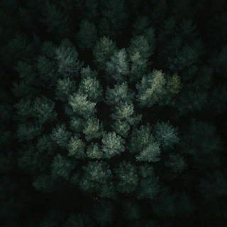 Close-up view of a dense point cloud capturing structural elements inside a forested area with natural lighting effects.
