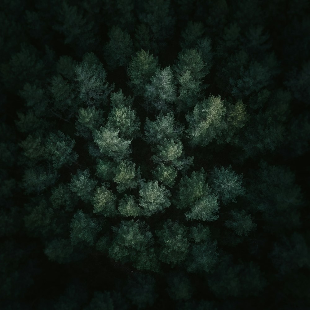 an aerial view of trees in the dark
