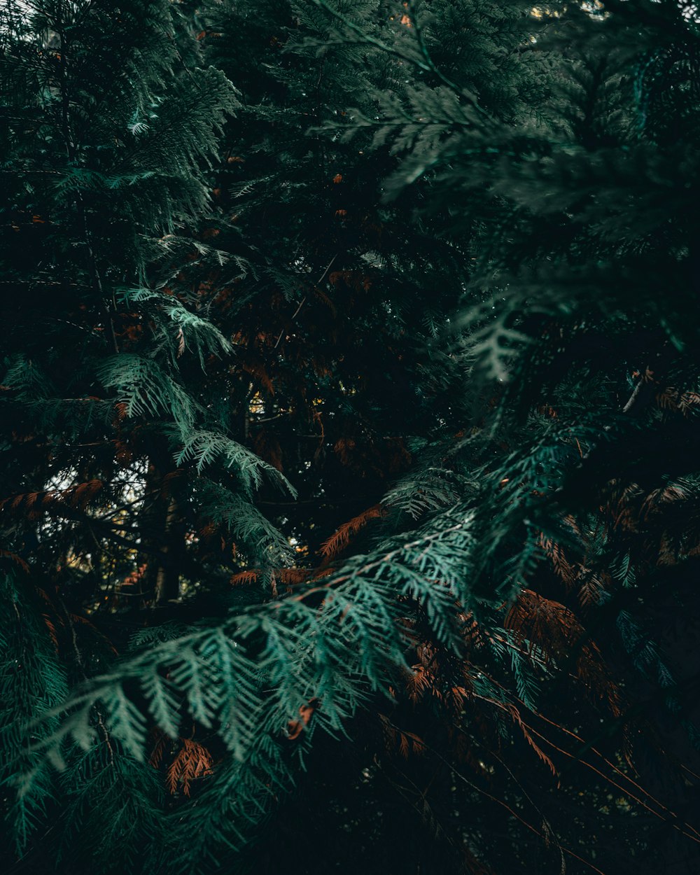 a close up of a tree with lots of leaves