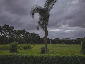 A lone palm tree stands prominently in the foreground against a backdrop of thick, overcast clouds. The field is lush and green, with darker green trees lining the horizon. A faint outline of a football goal is visible in the background, suggesting an open playing field.