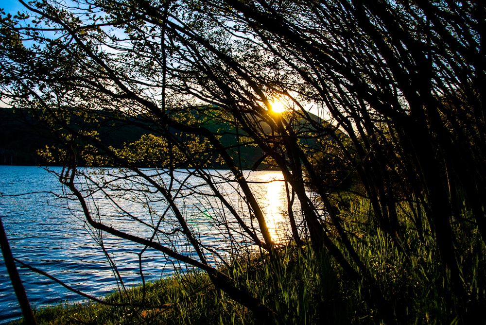 the sun shines through the branches of a tree next to a body of water