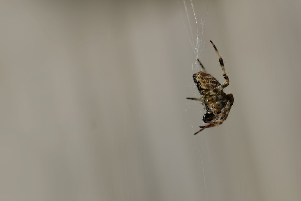 a close up of a spider on a web