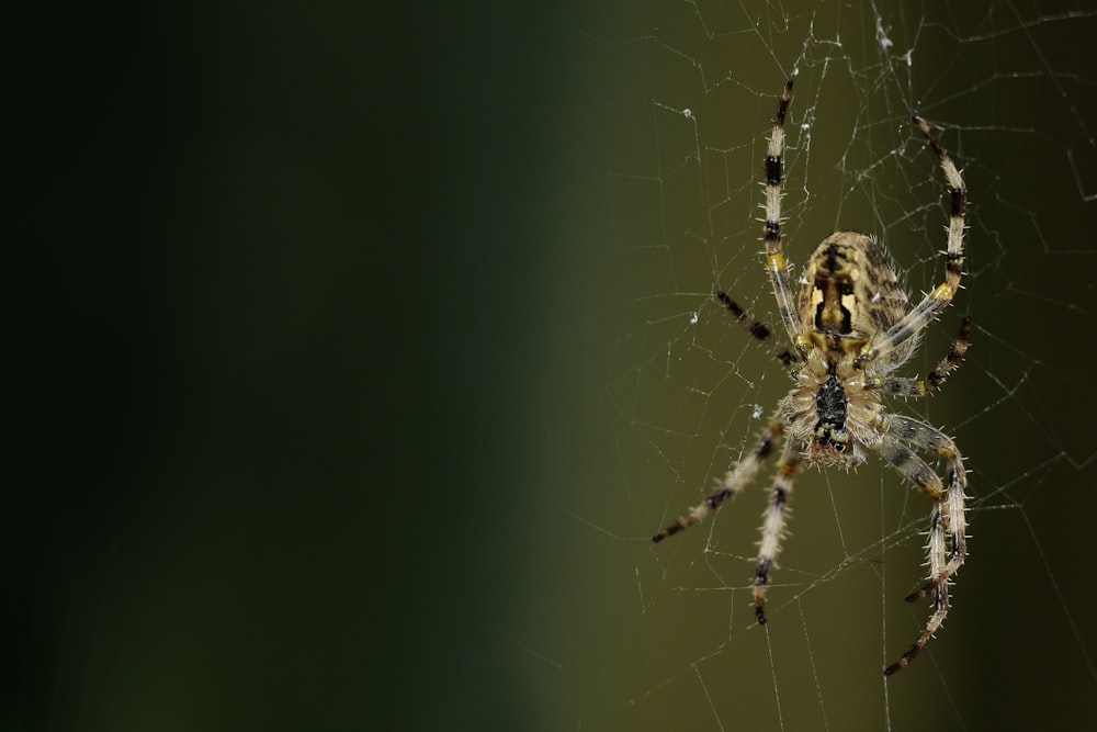 웹에서 거미의 클로즈업