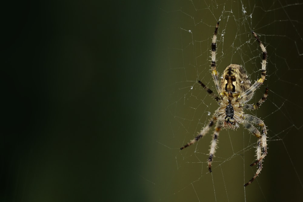 um close up de uma aranha em uma teia