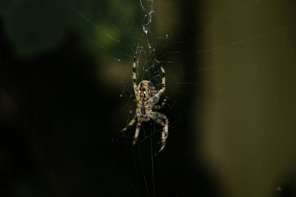 a close up of a spider on a web