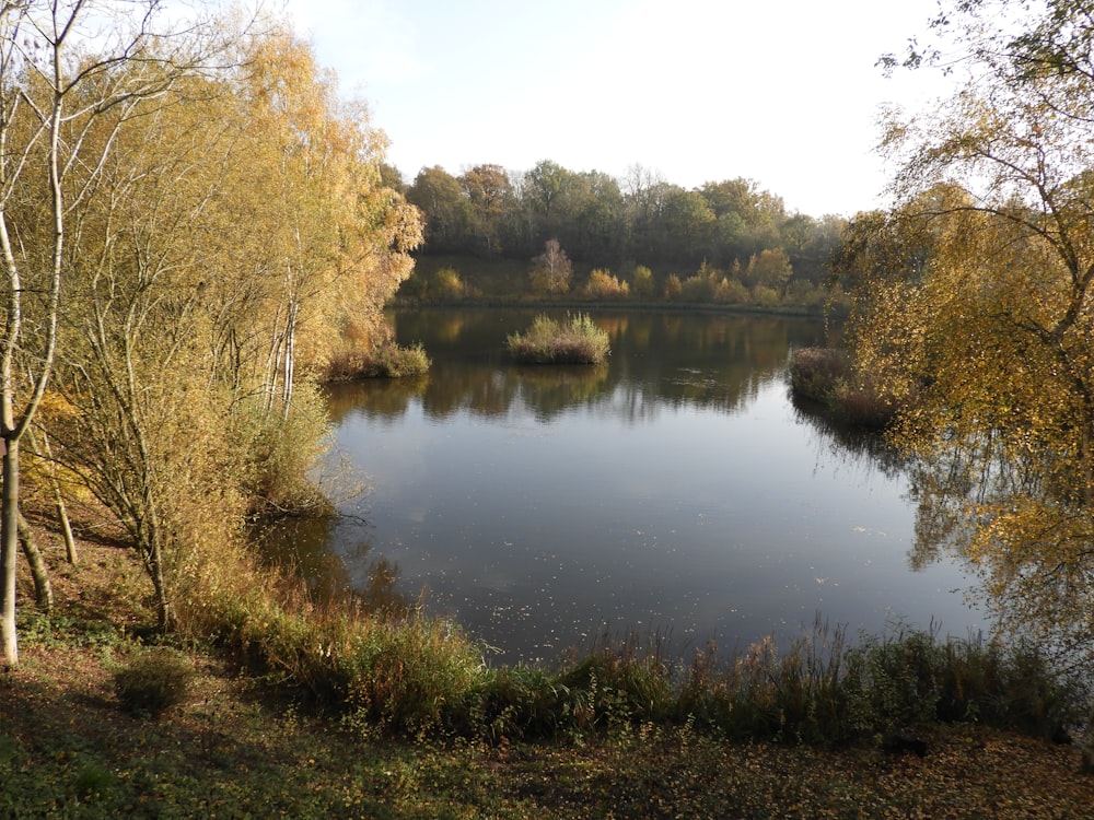 a body of water surrounded by trees and grass